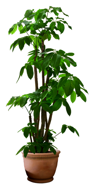 Image is not available